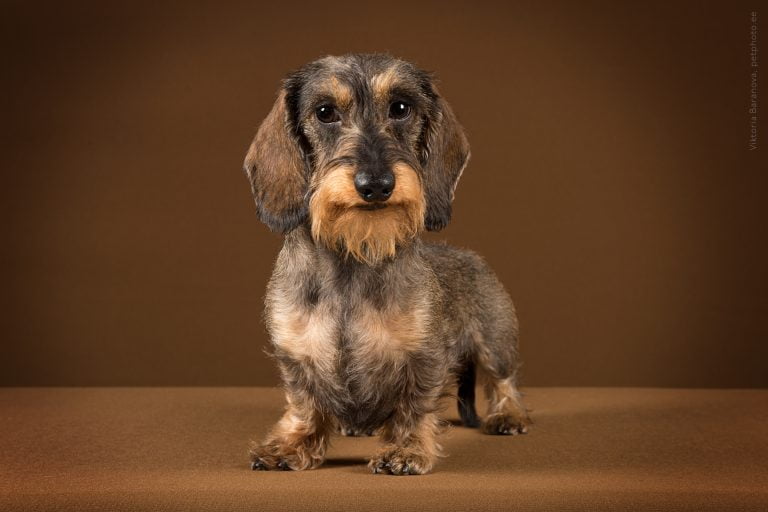 BLOODTRACKING II. rank for HOLMES!