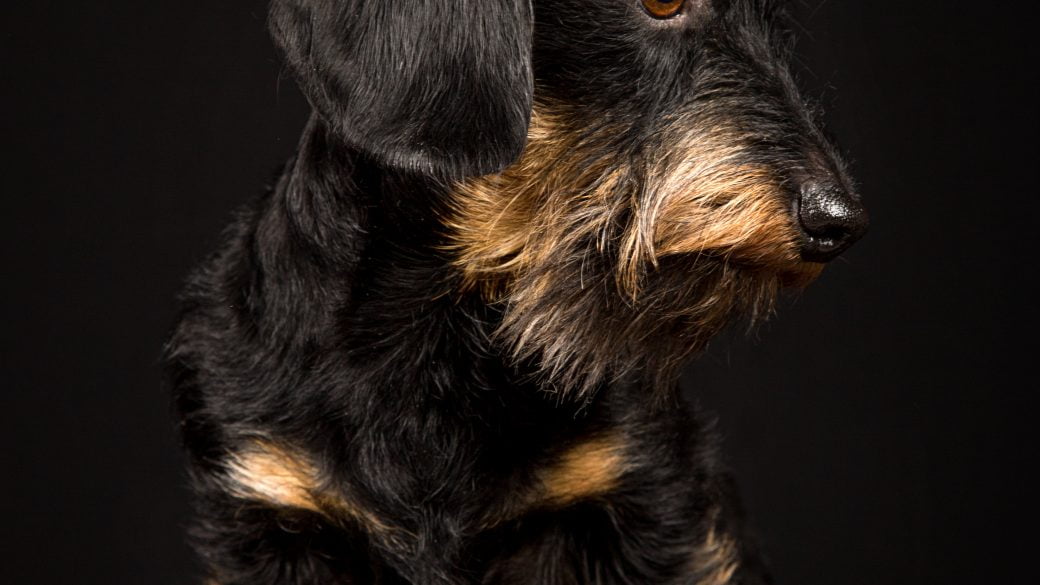 Lexibell all rights reserved