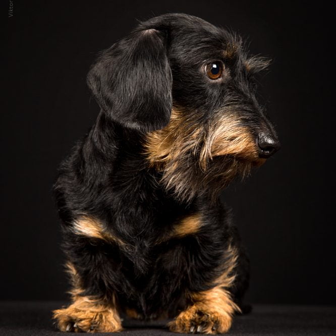 Lexibell all rights reserved