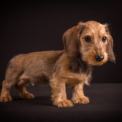 MiniRevals Sugarhood