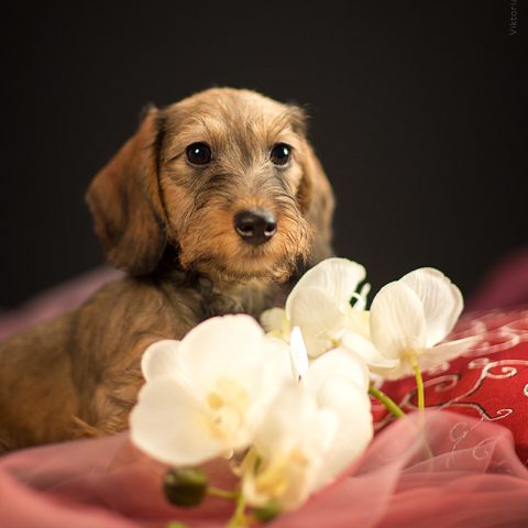 kennel MiniRevals all rights reserved