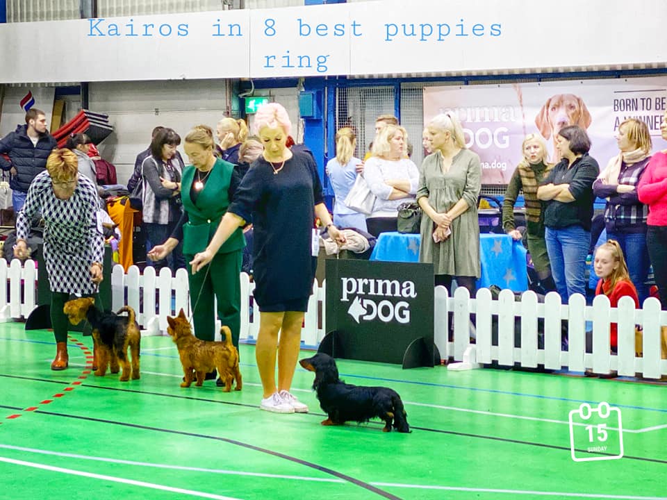 Kairos amongst 8 best puppys out of 58 at Christmas show 2019