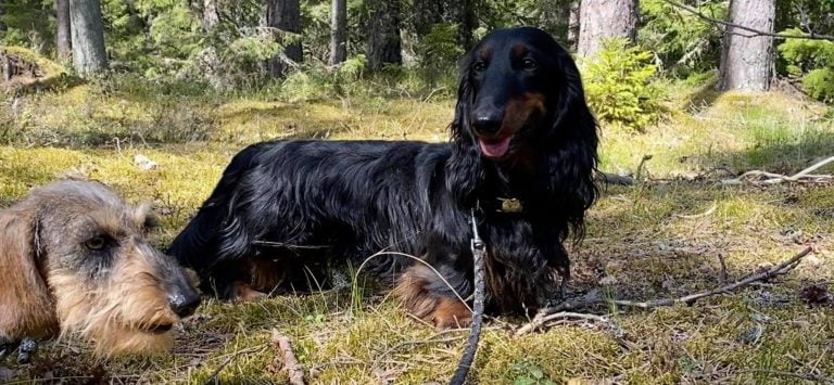 KAIROS BloodTR I place with maximum points!