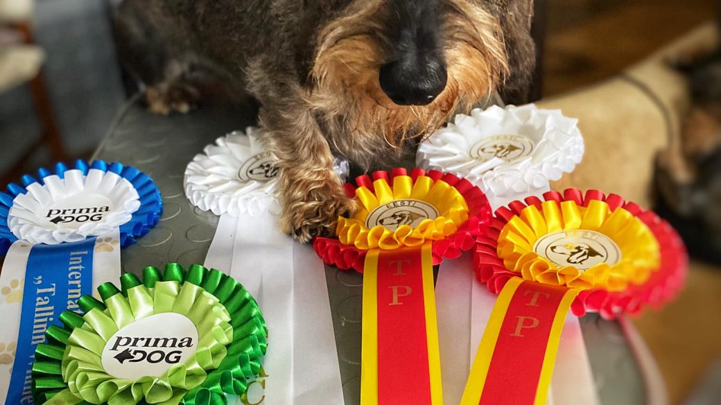 15.08.2020 International Dog Show "Tallinn Winner 20"