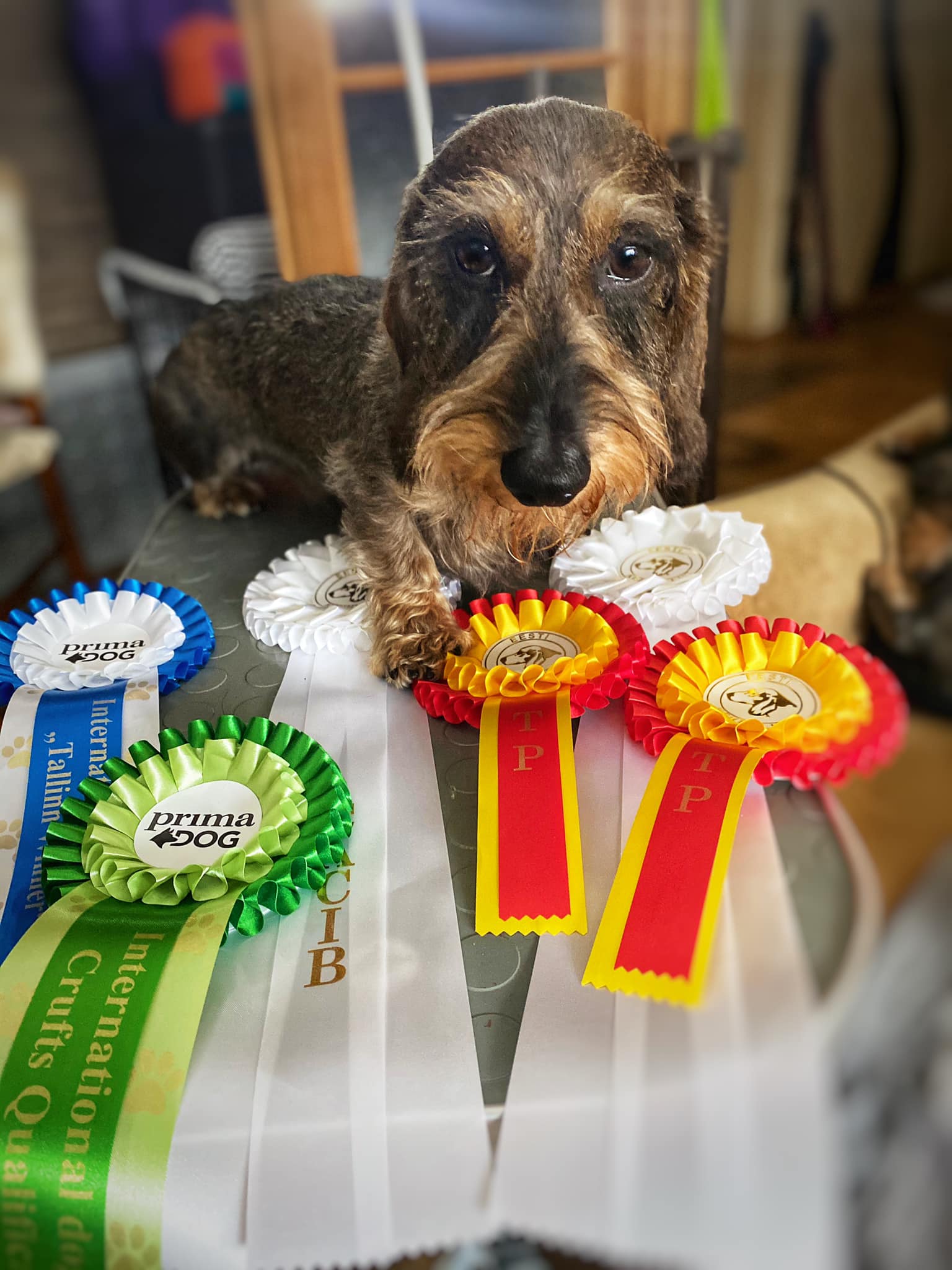 15.08.2020 International Dog Show "Tallinn Winner 20"