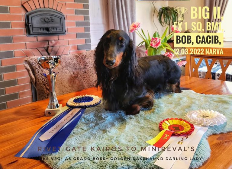 12.03.2022 ex1, SQ, BM1, CACIB, BOB, BIG 2!