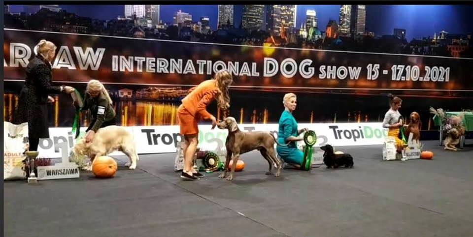 BEST IN SHOW 3 Working dog. WARSAW CACIB 16.10.2021.
