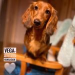 Vega.. AAVISTUKSEN kUKKASADE