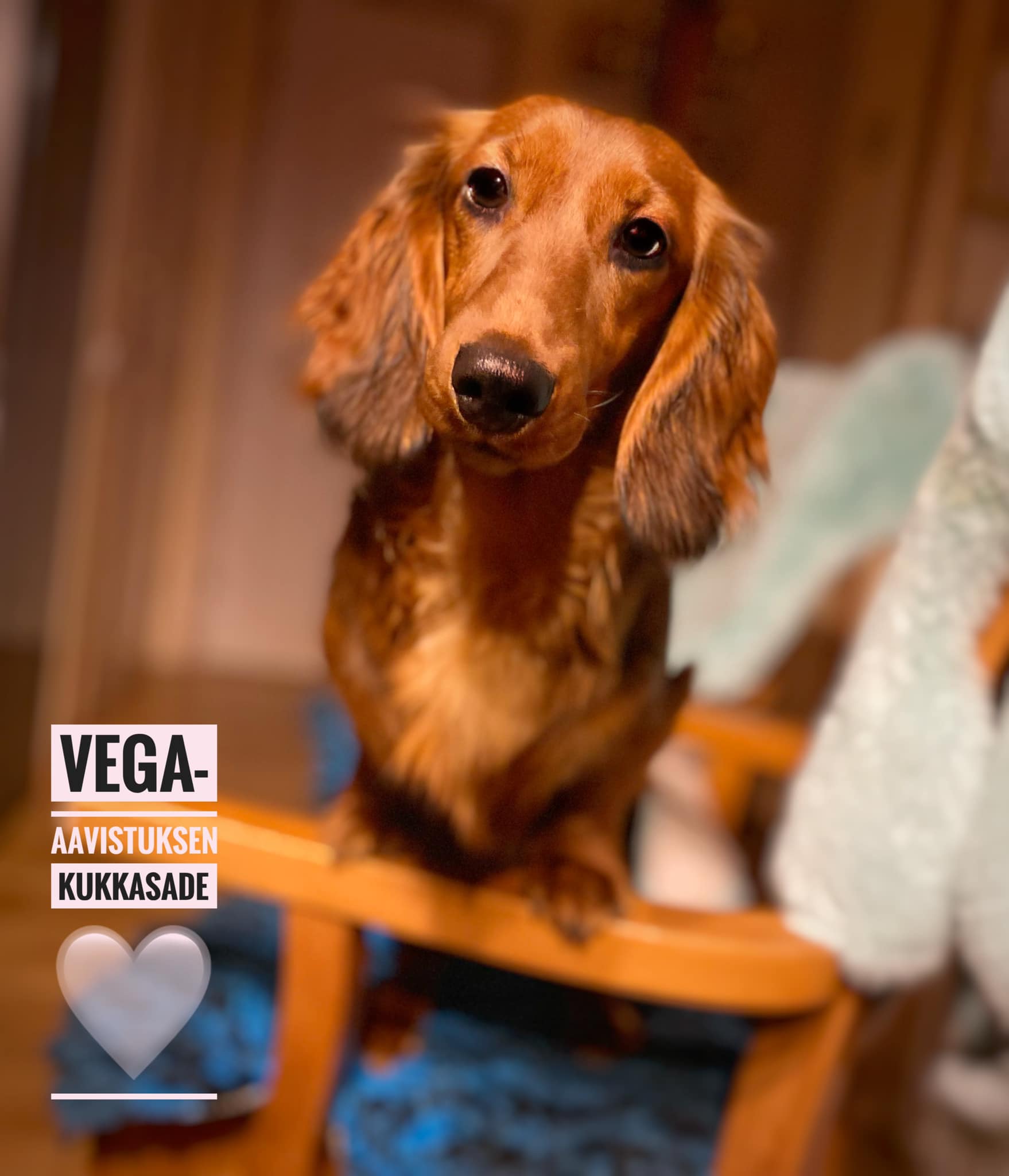 Vega.. AAVISTUKSEN kUKKASADE