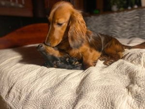 Vega with her hunny