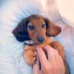 Vega.. AAVISTUKSEN kUKKASADE