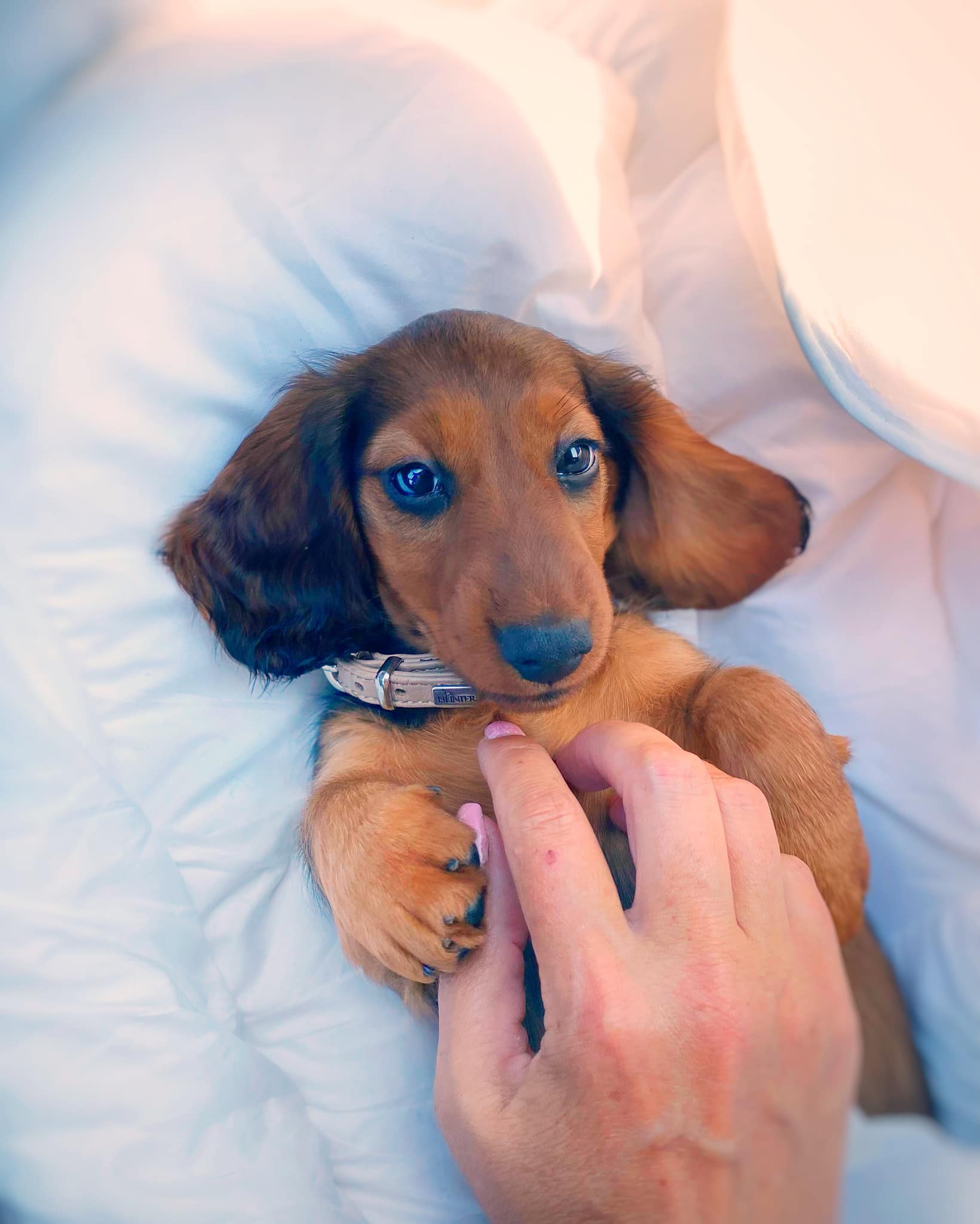 Vega.. AAVISTUKSEN kUKKASADE