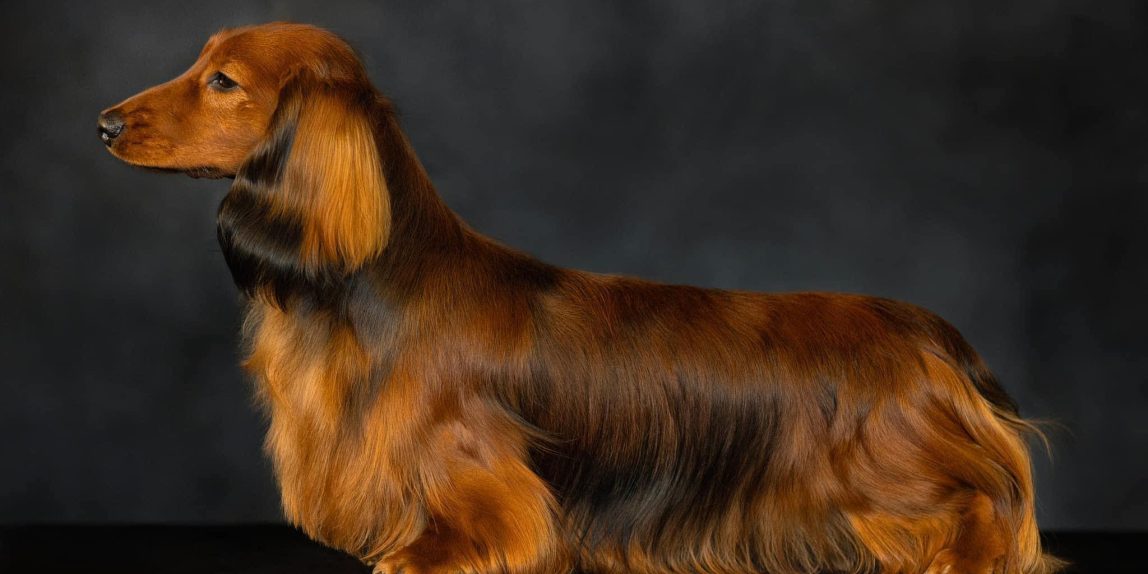 MINIREVALś Sirius ICE