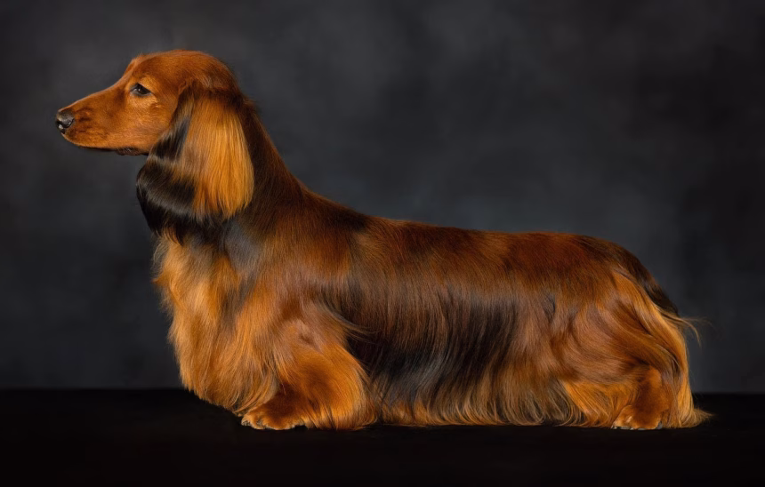 MINIREVALś Sirius ICE