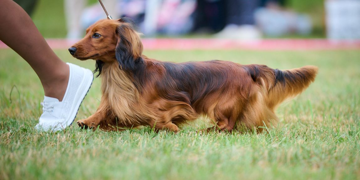 MiniReval’s Sirius ICE