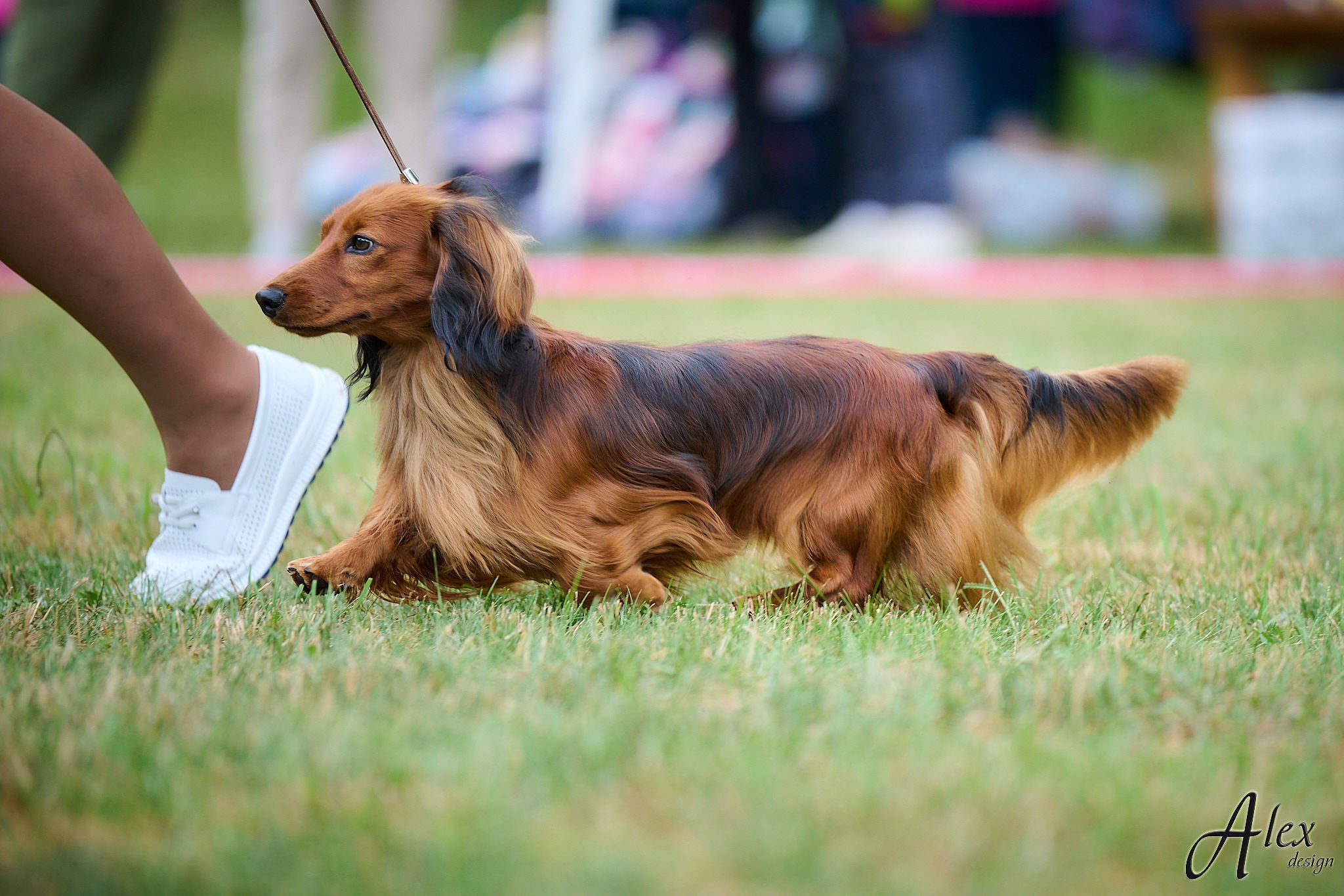 MiniReval’s Sirius ICE