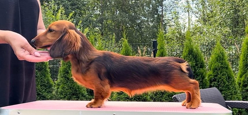 MiniReval’s Lummus Spice