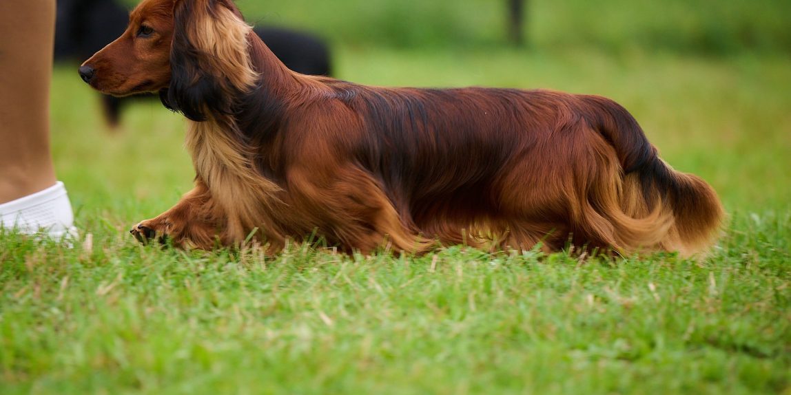 MiniReval’s Sirius ICE 14.09.24