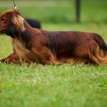 MiniReval’s Sirius ICE 14.09.24