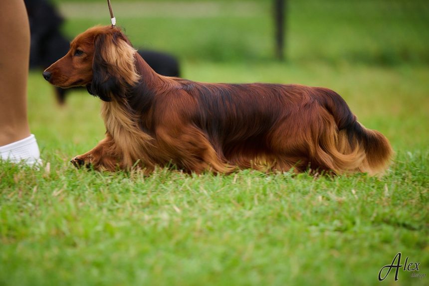 MiniReval’s Sirius ICE 14.09.24