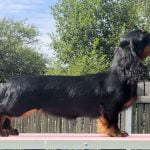 MiniReval’s Cumani Spice