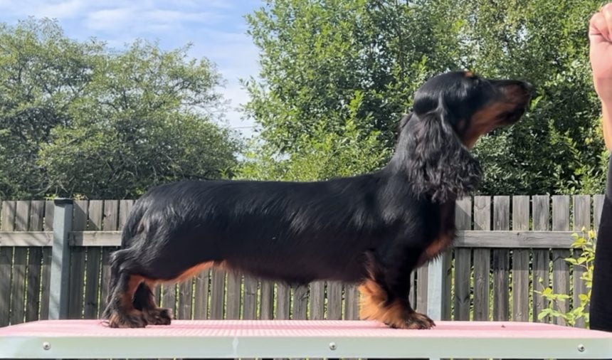 MiniReval’s Cumani Spice