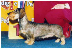 ELLIS LIS SHELLERTY RAISTY