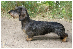 LEKOLL BOBBI SHARM SHIKARNAYA TYANUCHKA