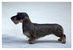 Lekoll Bobbi Sharm Idealnaya Igrushka