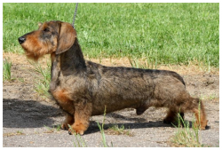 MAGIK RAINBOW BRABUS