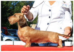 MAGIK RAINBOW JEAN RENO