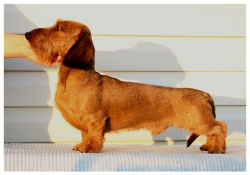 MAGIK RAINBOW YANTARNY MED